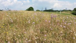 Wie das 18 Hektar große Areal in Frankfurt am Main künftig aussehen soll