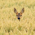 Rheinisch-Bergischer Kreis ist Pilotanwender für das neue Jagdscheinmodul von Citkomm.