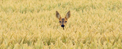 Rheinisch-Bergischer Kreis ist Pilotanwender für das neue Jagdscheinmodul von Citkomm.
