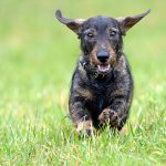 Unbeschwerter spazierengehen: Interaktives Online-Portal informiert Berliner Hundebesitzer über Giftköderfunde.