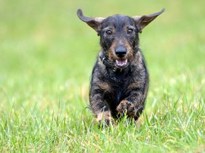Unbeschwerter spazierengehen: Interaktives Online-Portal informiert Berliner Hundebesitzer über Giftköderfunde.