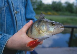 Bayerischen Kommunen stehen die Daten zu Fischereirechten künftig digital zur Verfügung.