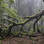 Mängel im Wald lassen sich in Rheinland-Pfalz per Smartphone melden.