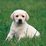 In Frechen können Hunde online an-
