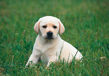 In Frechen können Hunde online an-