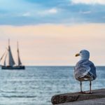 Schleswig-Holsteins Kommunen sollen sich bei der Digitalisierung von der Idee der historischen Hanse leiten lassen.