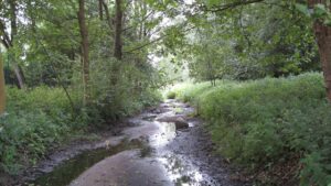 Bach in einem Waldgebiet mit sehr niedrigem Wasserstand.