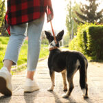 Hund geht an der Leine neben einer Frau.
