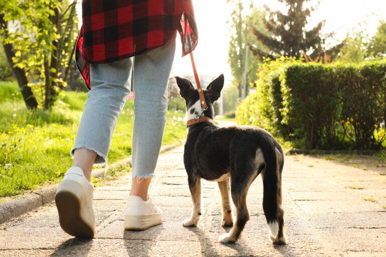 Hund geht an der Leine neben einer Frau.