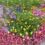 Bunte Blumen in einem Beet