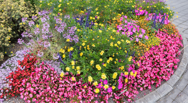Bunte Blumen in einem Beet