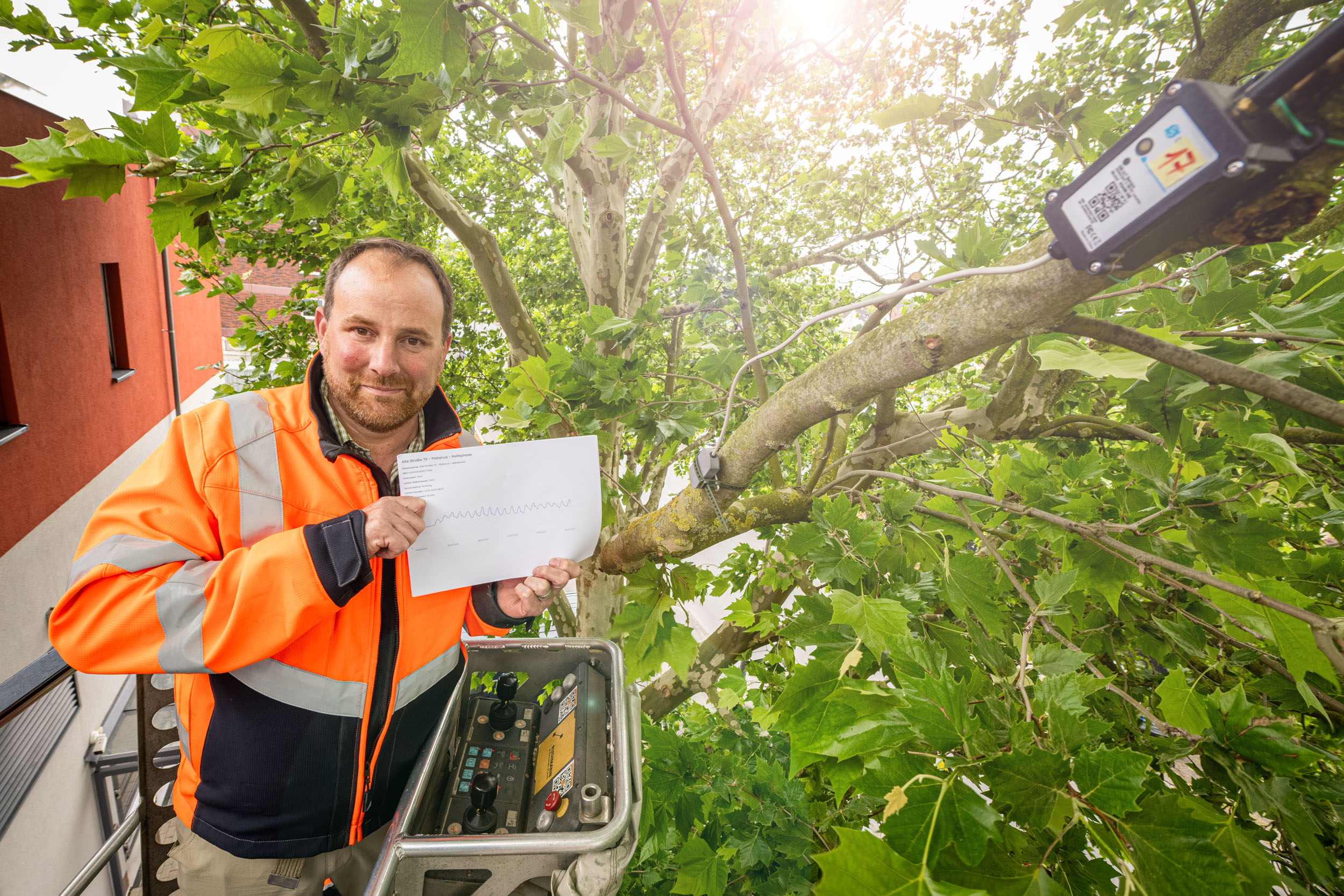Lars Terme vom Grünflächenamt steht auf einer Hubleiter neben einem Baum mit Sensor.