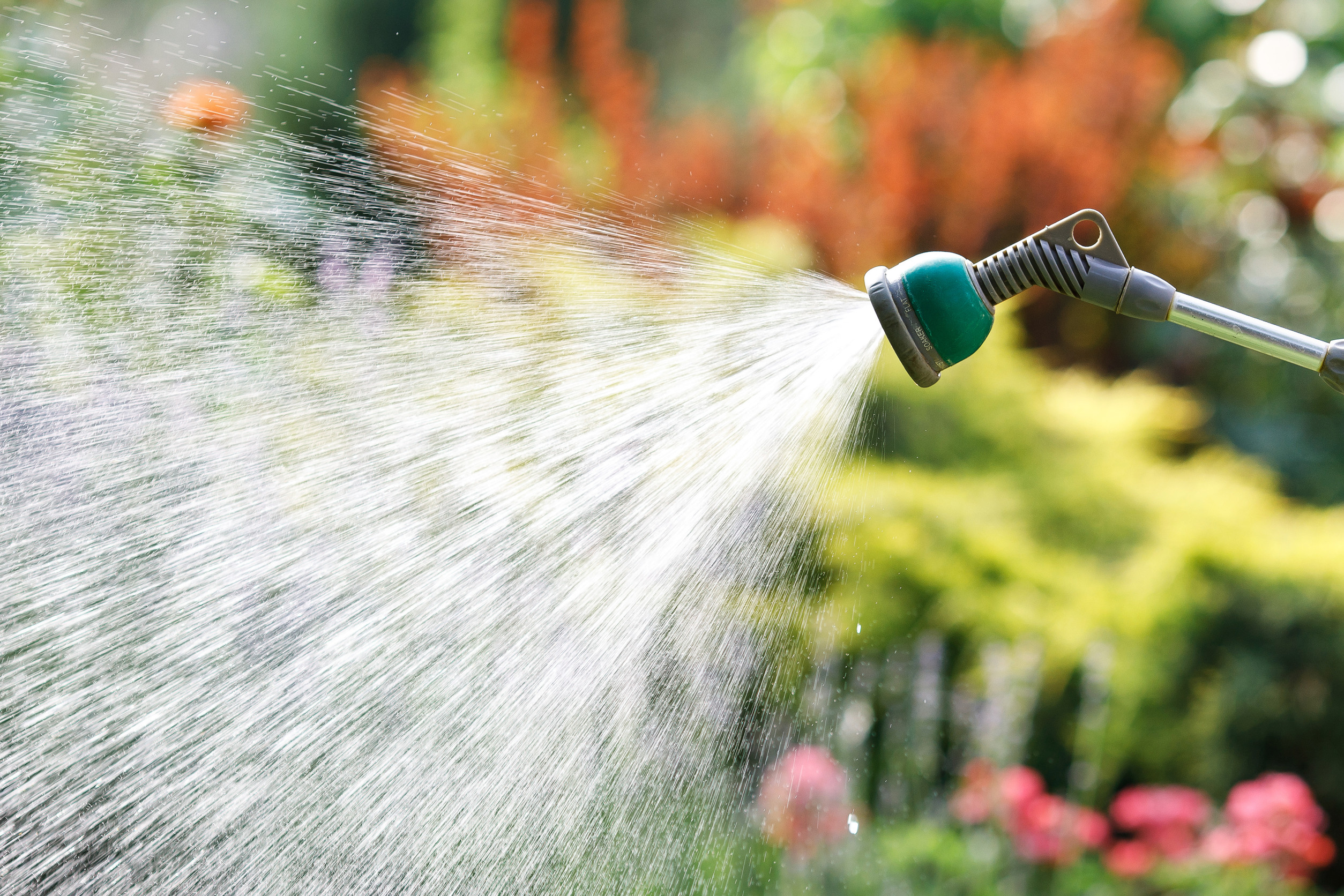 Nahaufnahme eines Gartenschlauchs, mit dem eine Grünanlage bewässert wird