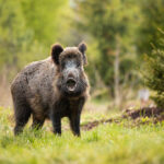 Wildschwein auf einer Lichtung