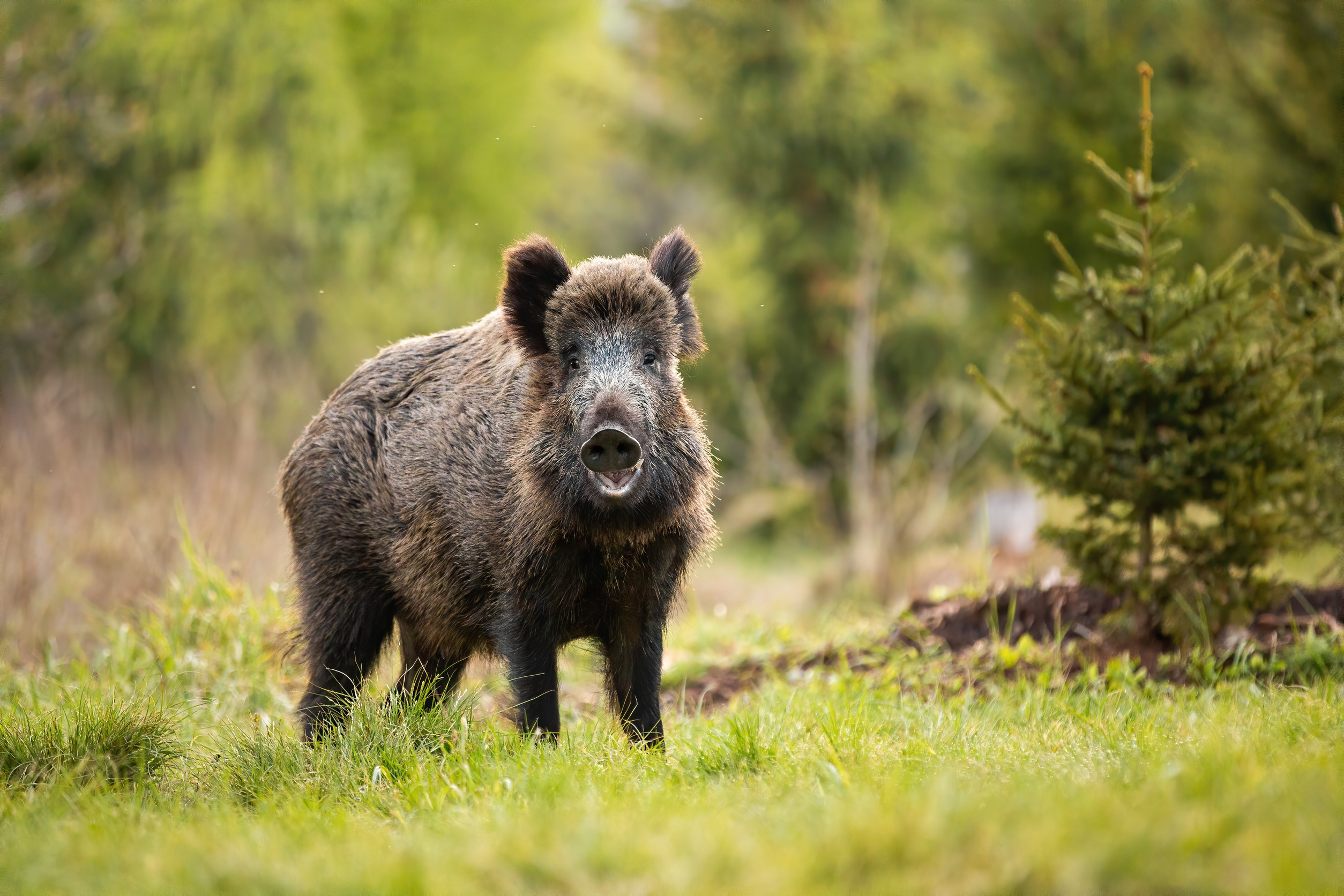 Wildschwein auf einer Lichtung