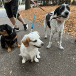 Drei Hunde an der Leine in einem Park.