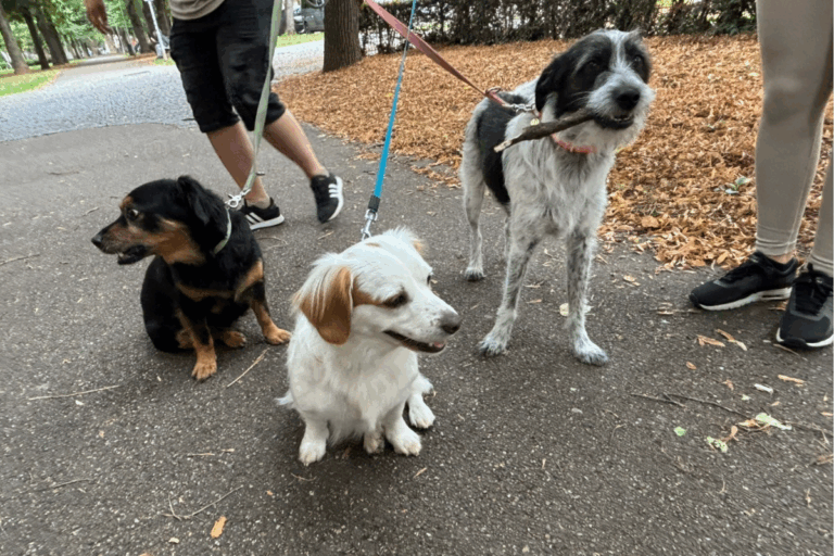 Drei Hunde an der Leine in einem Park.