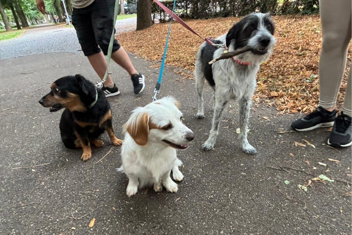 Drei Hunde an der Leine in einem Park.