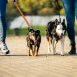 Zwei Menschen gehen mit zwei Hunden spazieren.