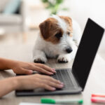 Jach Russel Welpe liegt auf Schreibtisch während Frau am Laptop arbeitet