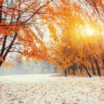 winter Schnee Laub Herbst