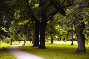 Park im Frühling, Bäume, ein Weg und Bänke