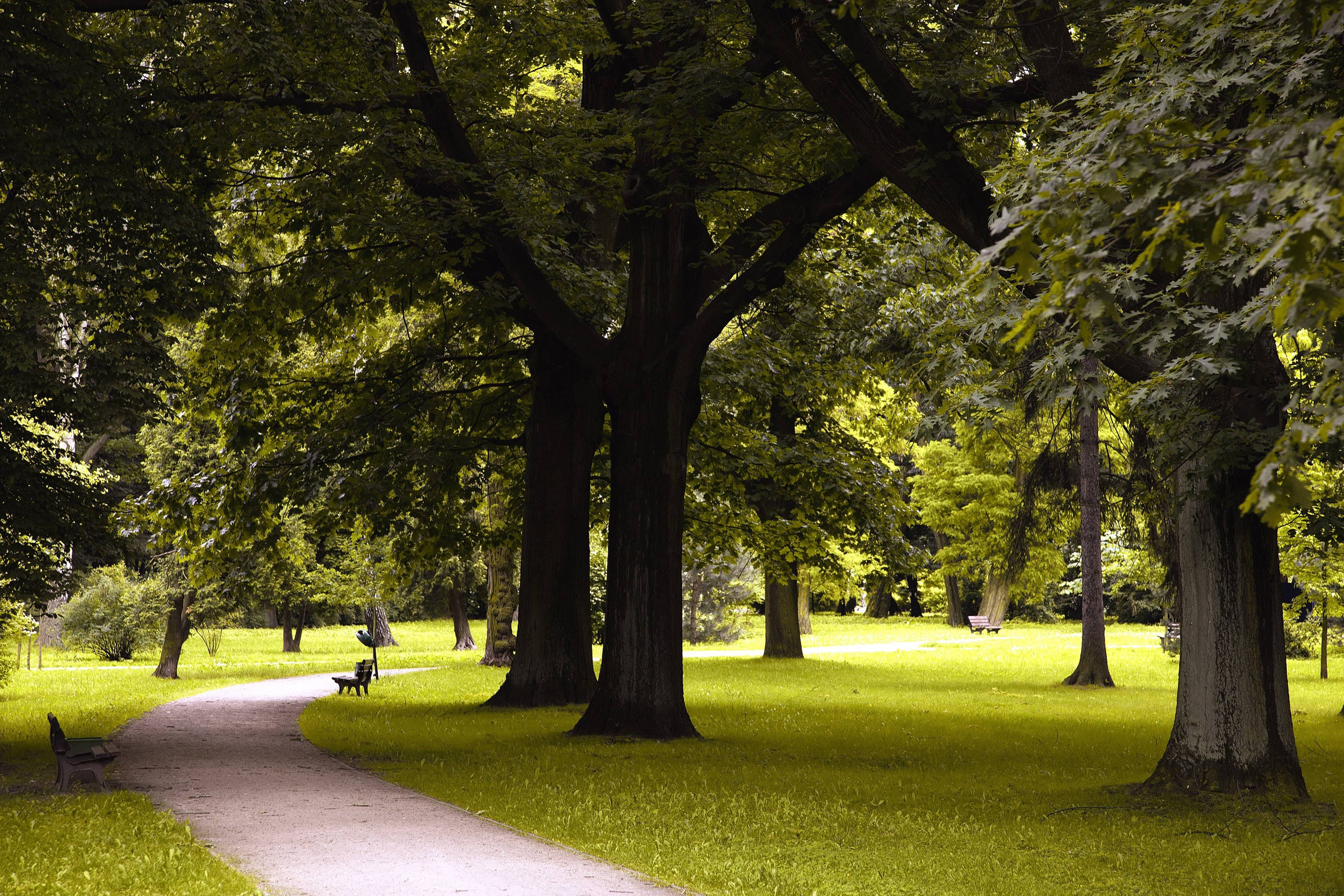 Park im Frühling, Bäume, ein Weg und Bänke