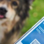 Auf einem Smartphone ist eine digitale G´Hundemarke zu sehen, im Hintergrund ist verschwommen ein Hundesgesicht erkennbar