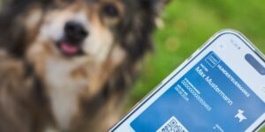 Auf einem Smartphone ist eine digitale G´Hundemarke zu sehen, im Hintergrund ist verschwommen ein Hundesgesicht erkennbar