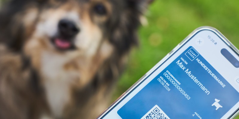 Auf einem Smartphone ist eine digitale G´Hundemarke zu sehen, im Hintergrund ist verschwommen ein Hundesgesicht erkennbar