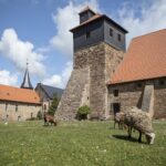 Klausurhof Kloster Ilsenburg mit Schafen
