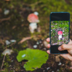 Weibliche Hand, die ein Smartphone auf einen Fliegenpilz im Wald richtet
