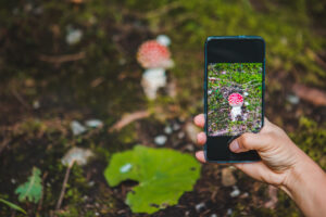 Weibliche Hand, die ein Smartphone auf einen Fliegenpilz im Wald richtet