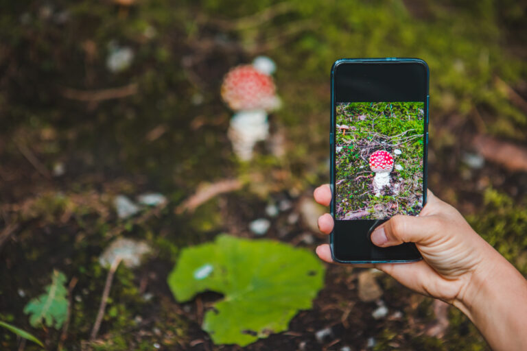 Weibliche Hand, die ein Smartphone auf einen Fliegenpilz im Wald richtet