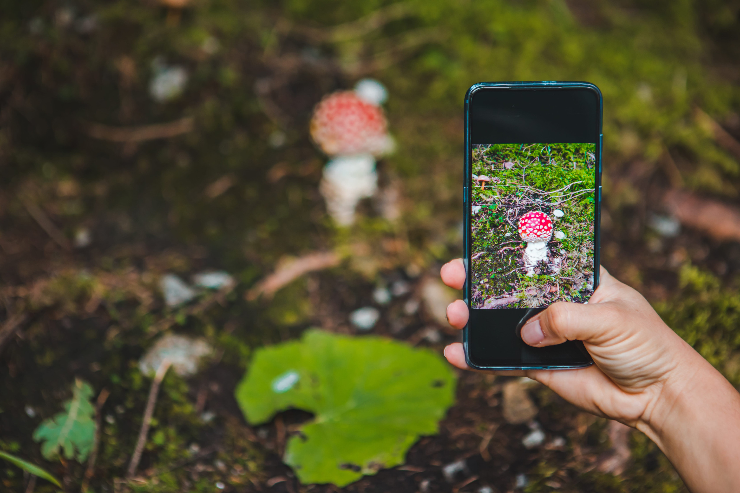 Weibliche Hand, die ein Smartphone auf einen Fliegenpilz im Wald richtet