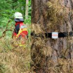 Ein Sensor an einem Baum im Tennenloher Forst, im Hintergrund eine Feuerwehrkraft