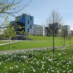 Park mit hügeliger Wiese mit weißen Blumen und noch jungen Bäumen, im Hintergrund moderne Gebäude